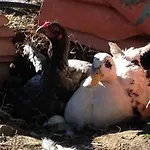 Salkim Konak Ve Agac Evler Vendégház *
