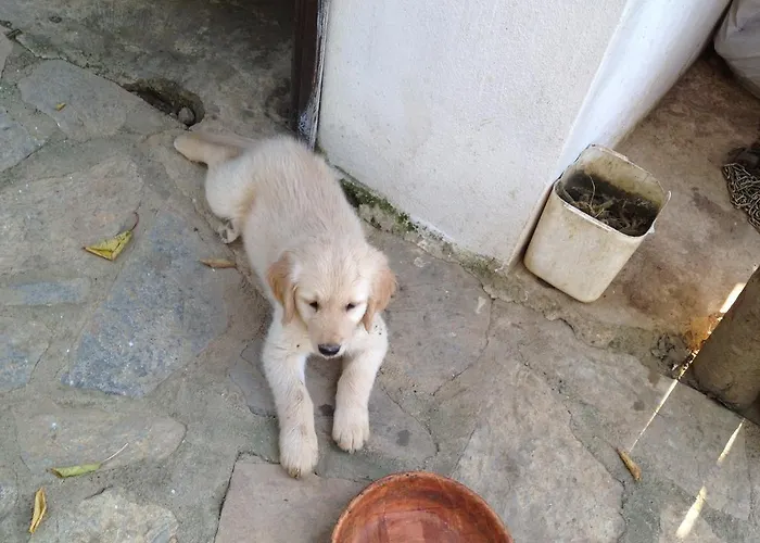 Πανσιόν Salkim Konak Ve Agac Evler *