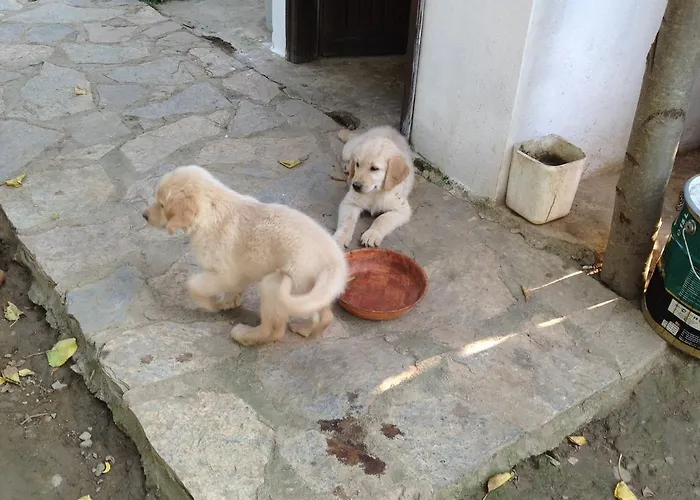 Salkim Konak Ve Agac Evler Σελτσούκ