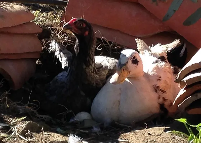 Salkim Konak Ve Agac Evler Πανσιόν *