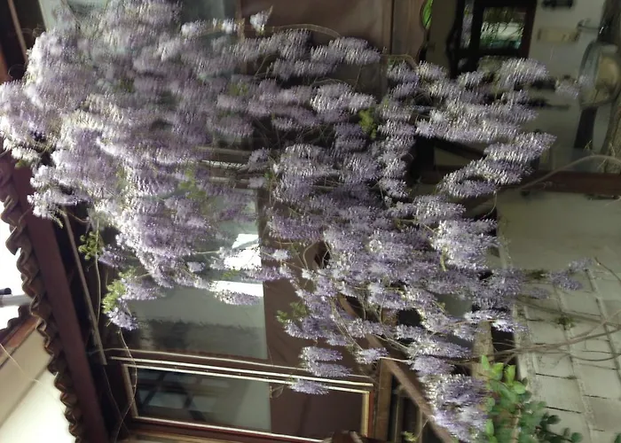 Salkim Konak Ve Agac Evler Πανσιόν Σελτσούκ