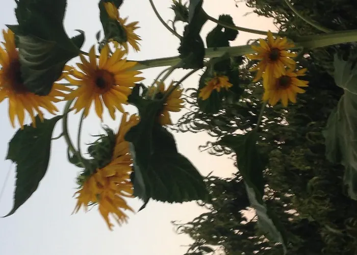 Πανσιόν Salkim Konak Ve Agac Evler