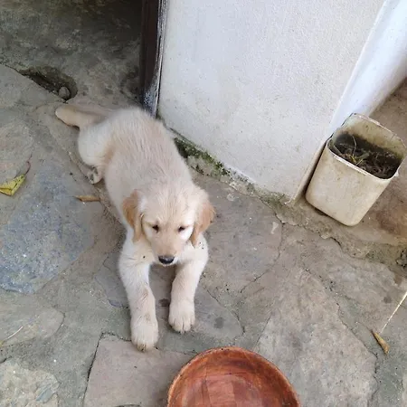 Penzion Salkim Konak Ve Agac Evler *