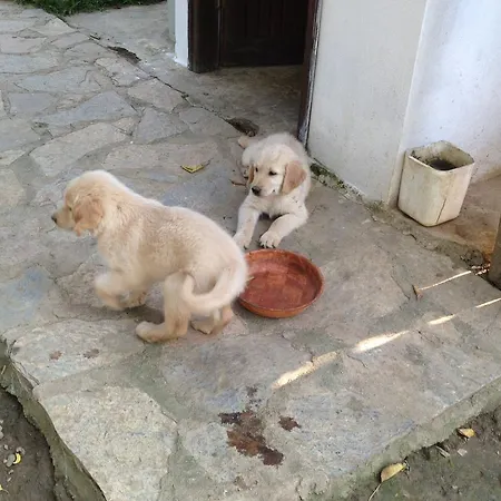 Salkim Konak Ve Agac Evler Selcuk