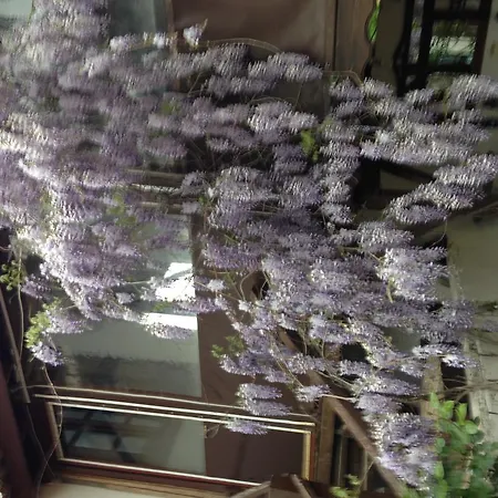 Salkim Konak Ve Agac Evler בית הארחה סלצ'וק