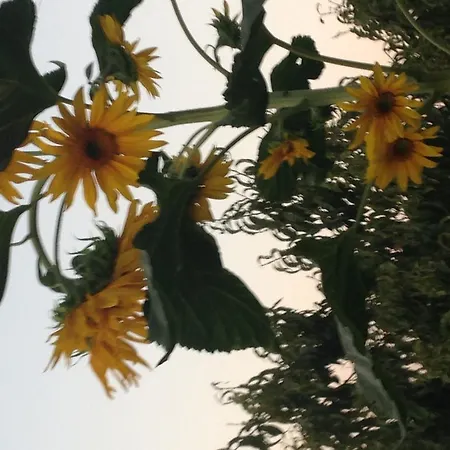 Penzion Salkim Konak Ve Agac Evler