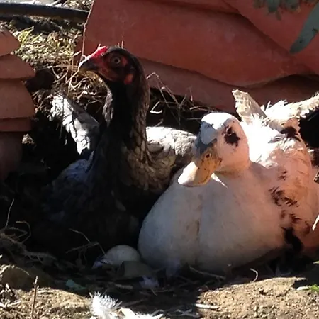 Salkim Konak Ve Agac Evler ゲストハウス *