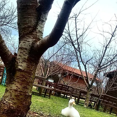 Salkim Konak Ve Agac Evler *